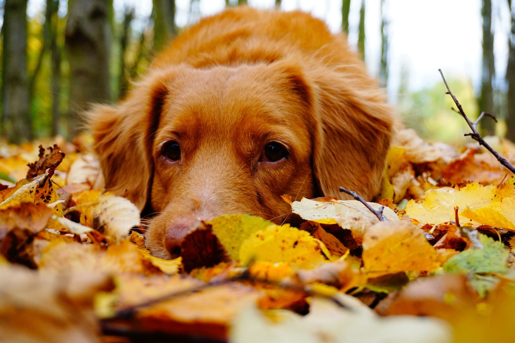 Tereza Hoskova, Unsplash - Dog in Falls Leaves.jpg